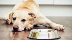 Az emésztőrendszer betegségei